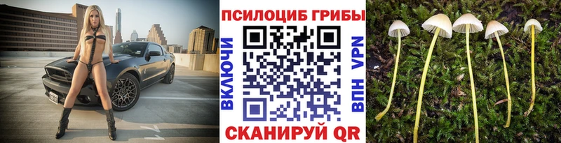 Купить закладки  Междуреченск  Псилоцибиновые грибы мицелий 